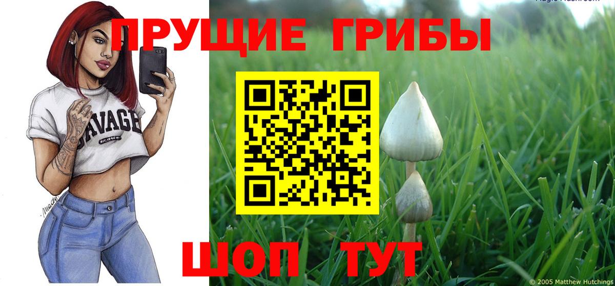 Галлюциногенные грибы Psilocybe Кулебаки